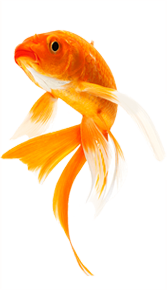 Tunas Fighting Fish, Red