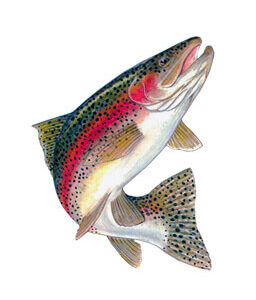 Crowntail Betta Fish, Red