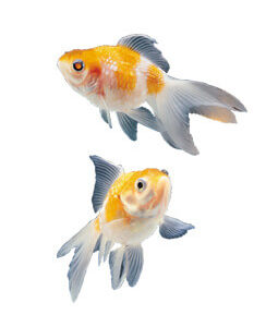 Flounders Fighting Fish, White