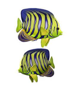 Siamese Fighting Fish, Purple